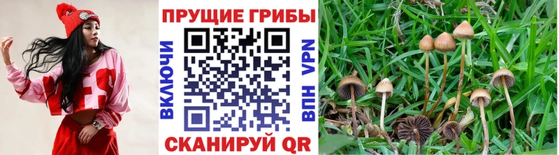 Галлюциногенные грибы прущие грибы  Кадников 
